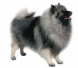 Keeshond, dock inte "Eddie"